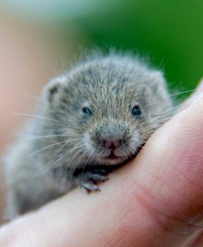 small vole on a hand